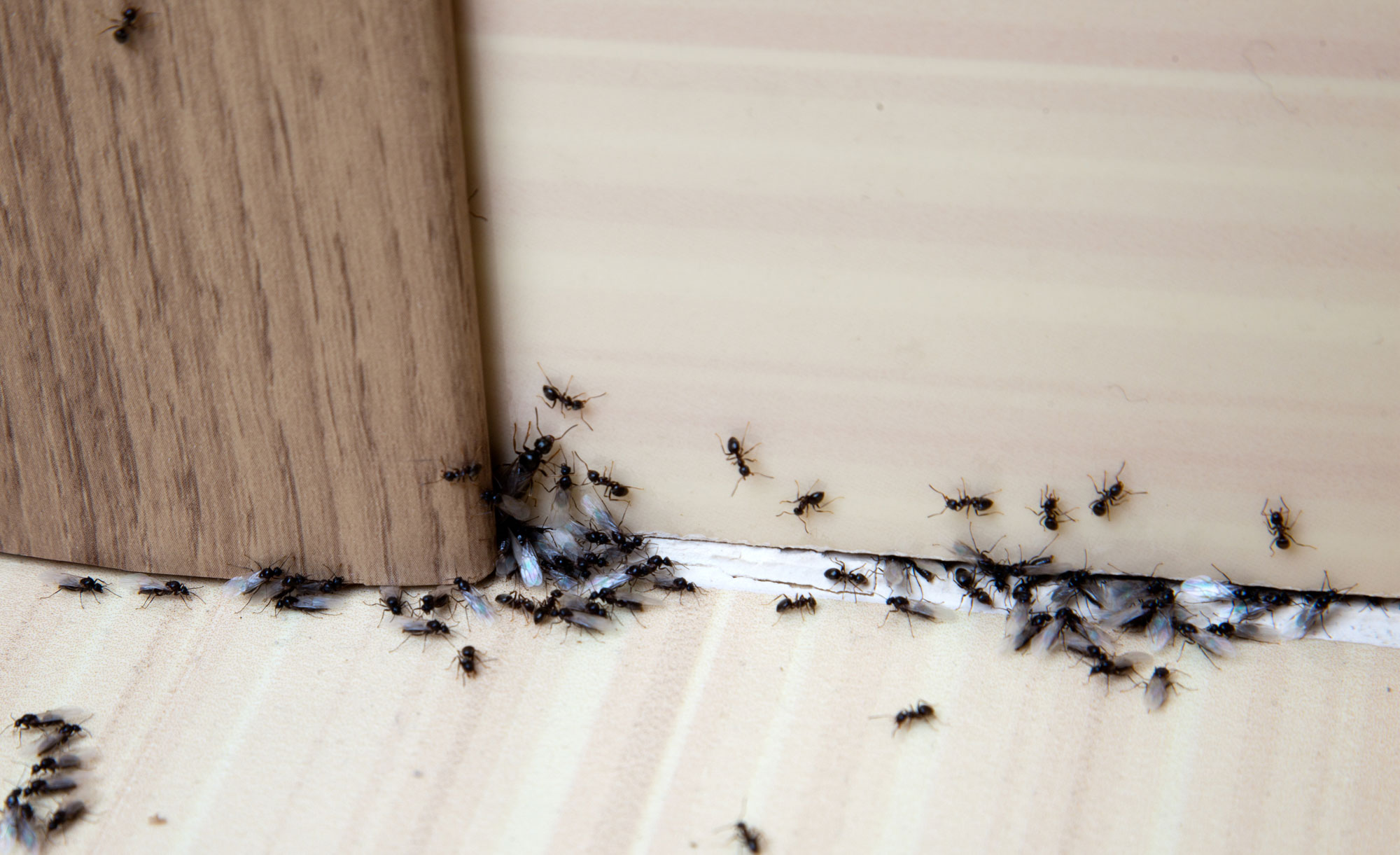 ants coming into house from under door