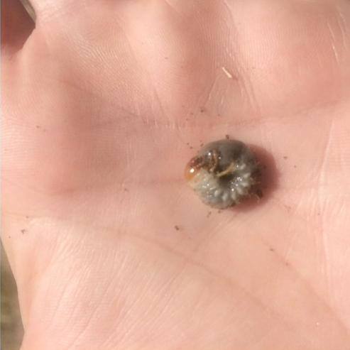 grub insect in palm of hand