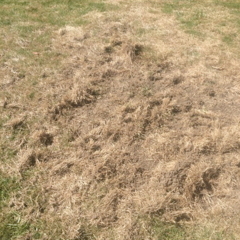 dead grass from grubs