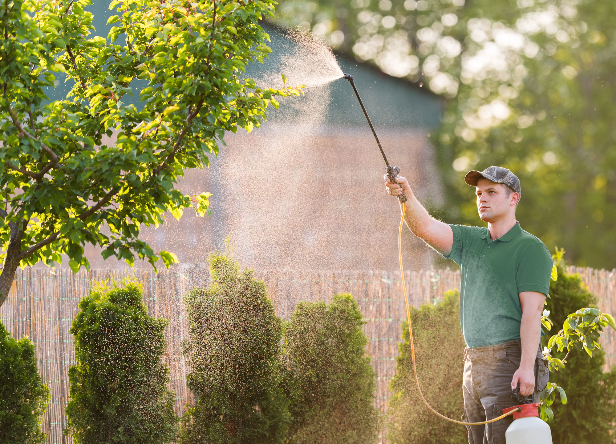 technician spraying tree branch